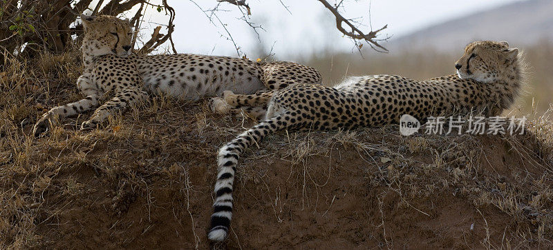 猎豹(Acinonyx jubatus)